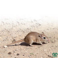 گونه جربیل هندی Indian Gerbil